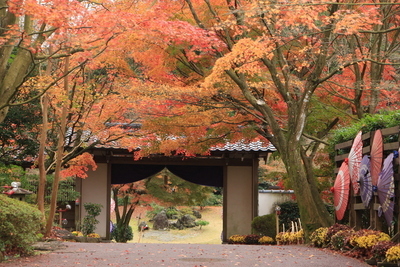 令和6年度静岡県議会だより写真コンクール秋の部特選作品
